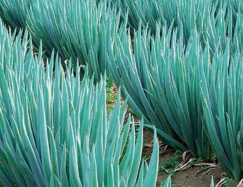 葱得了大葱锈病还能吃吗,葱黄锈病怕什么