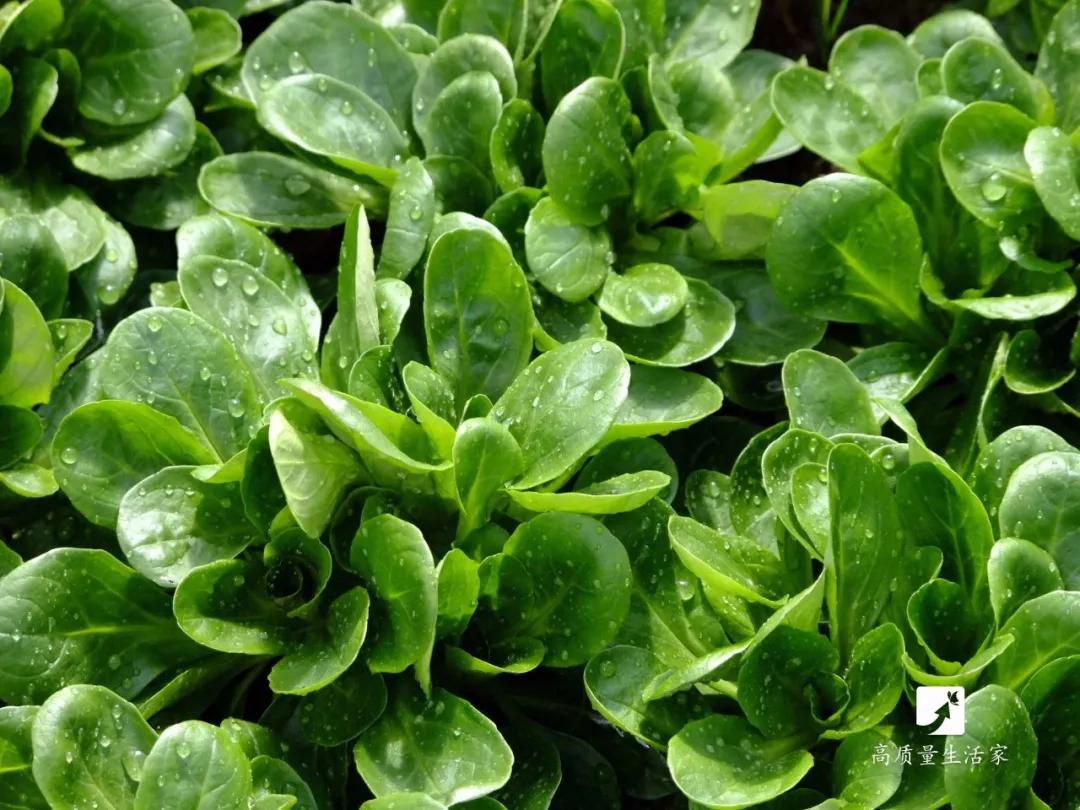 西兰花含维c,维c含量高的食物前十名