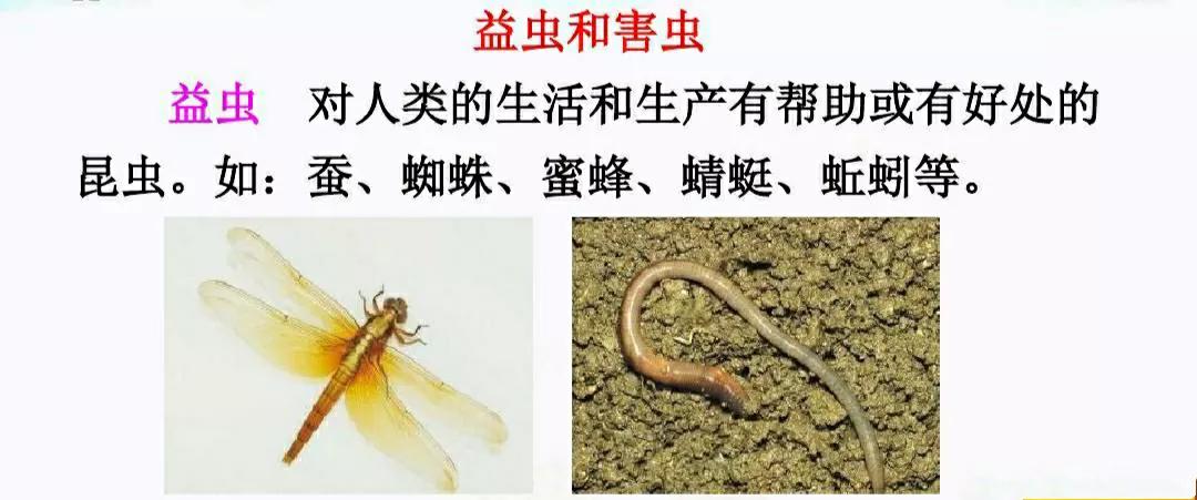 一年级下册语文动物儿歌生字组词,动物儿歌一年级下册一类二类生字