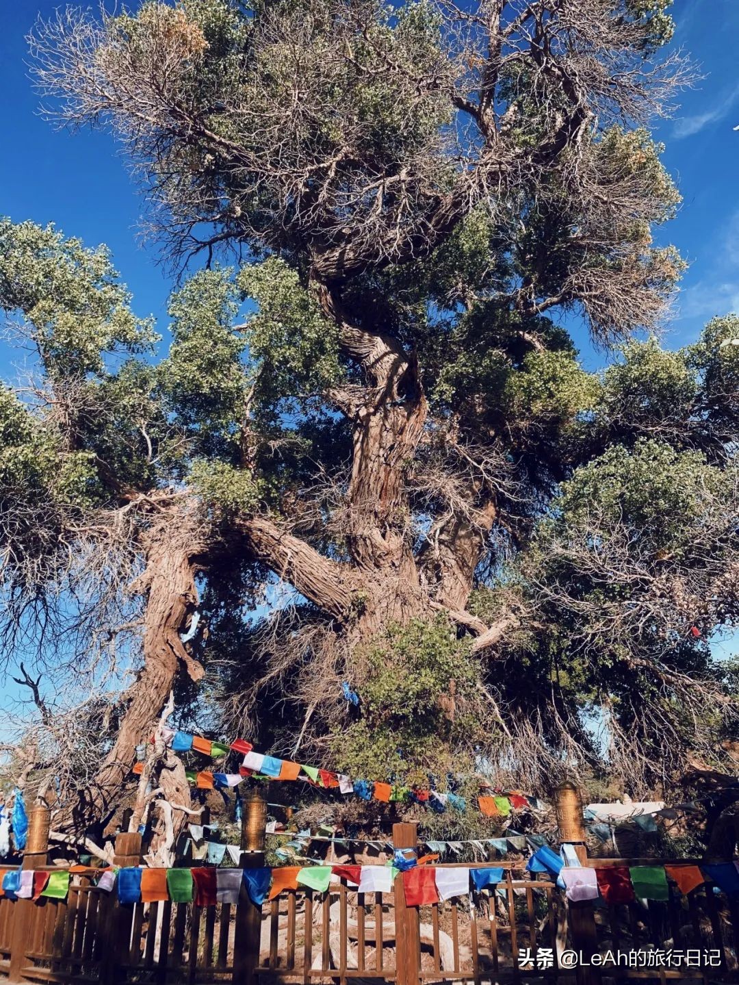 额济纳胡杨林中国最美秋色,中国最美秋色额济纳胡杨林