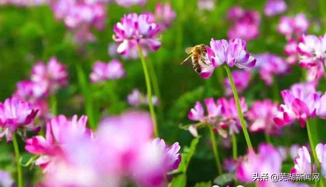 芜湖市委书记公开课,把准政治方向的重要性