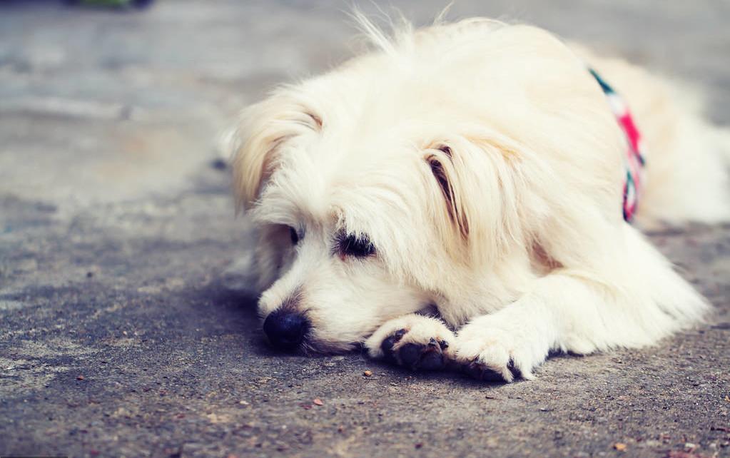 狗狗被丢弃后会记恨主人吗,狗狗被弃养了它自己知道吗