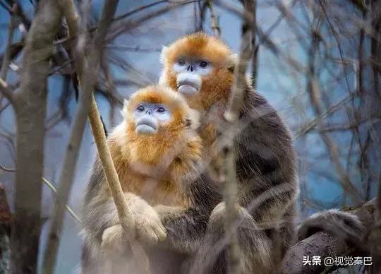 据说，2018年四川最厉害的新闻摄影都在这里