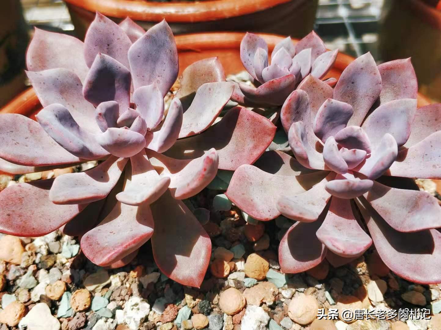 不怕晒的多肉该有哪几种,肉友喜欢的多肉品种