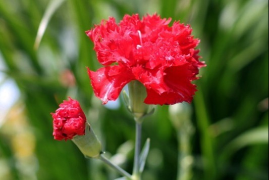 母亲节为什么要送女朋友礼物,母亲节送什么颜色的康乃馨