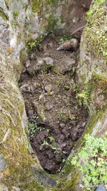 学校里闯入野生动物,学校闯入野生动物