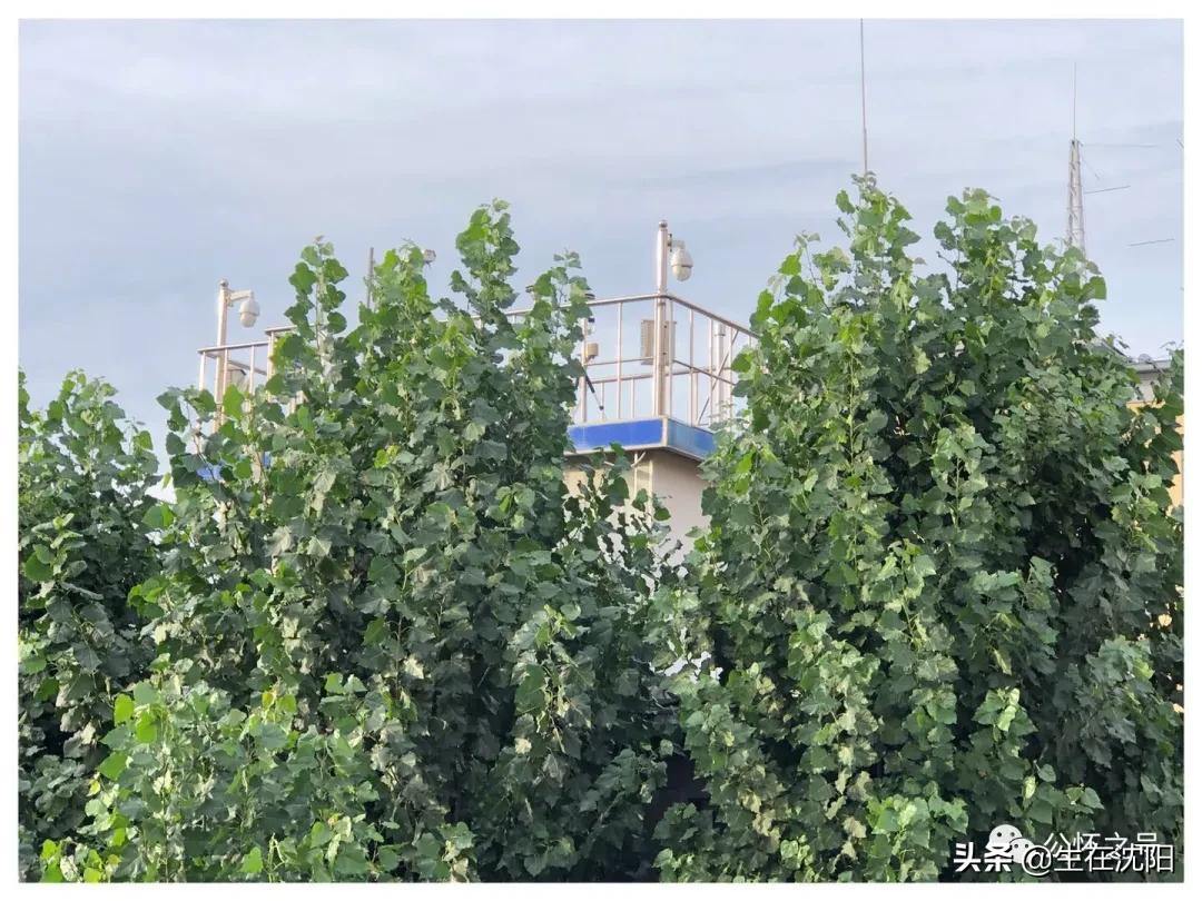 大沈阳岁月钩沉-春日公园水源地