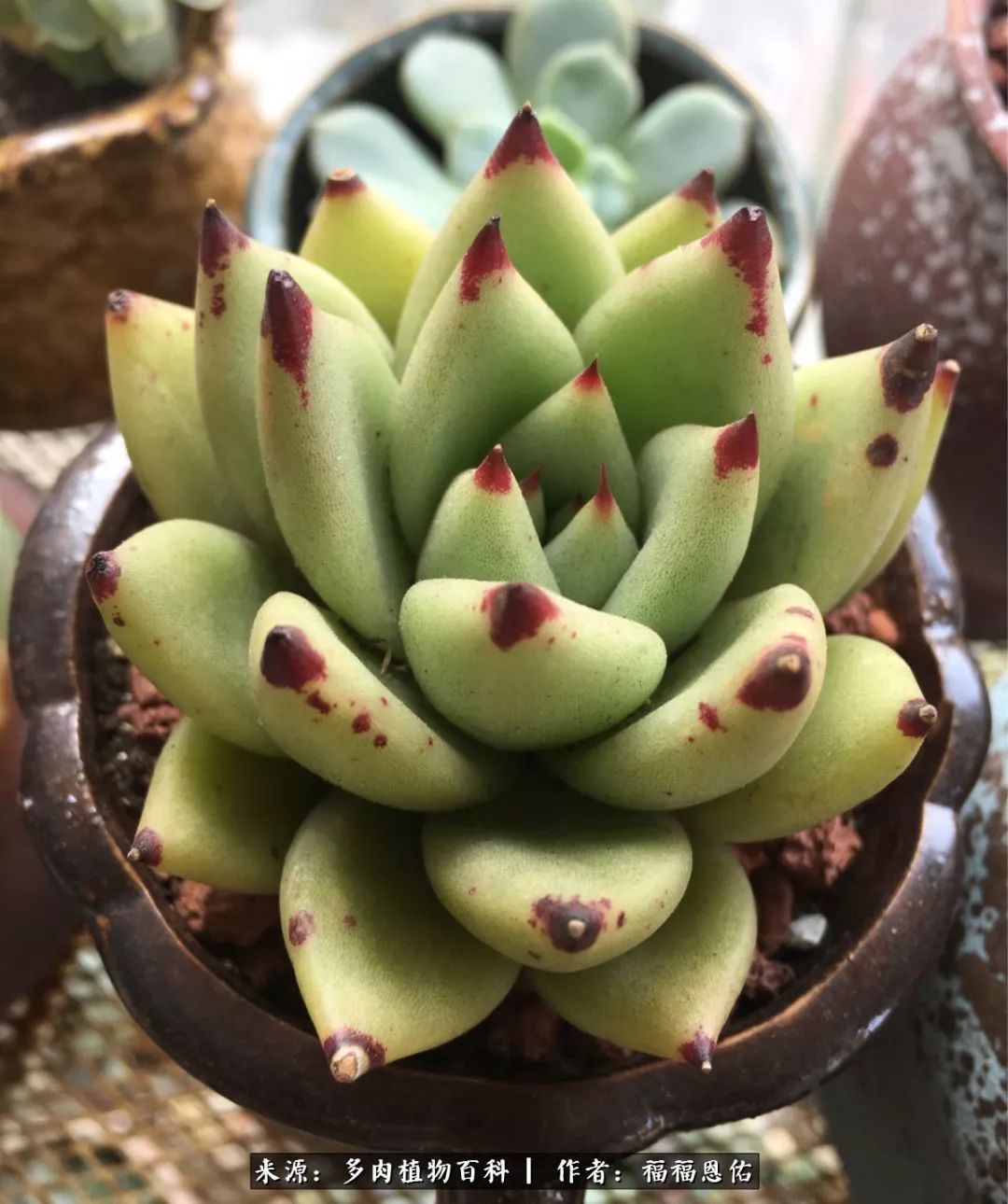 买买买，千里迢迢来相见，新的多肉成员来啦！