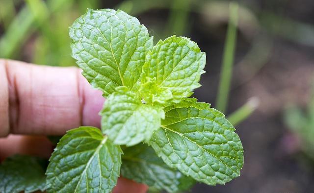自己在家种薄荷盆栽,自己怎么在家里种植薄荷