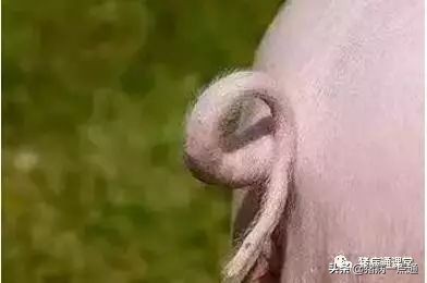 猪断尾和不断尾有啥区别,给猪断尾巴的好处