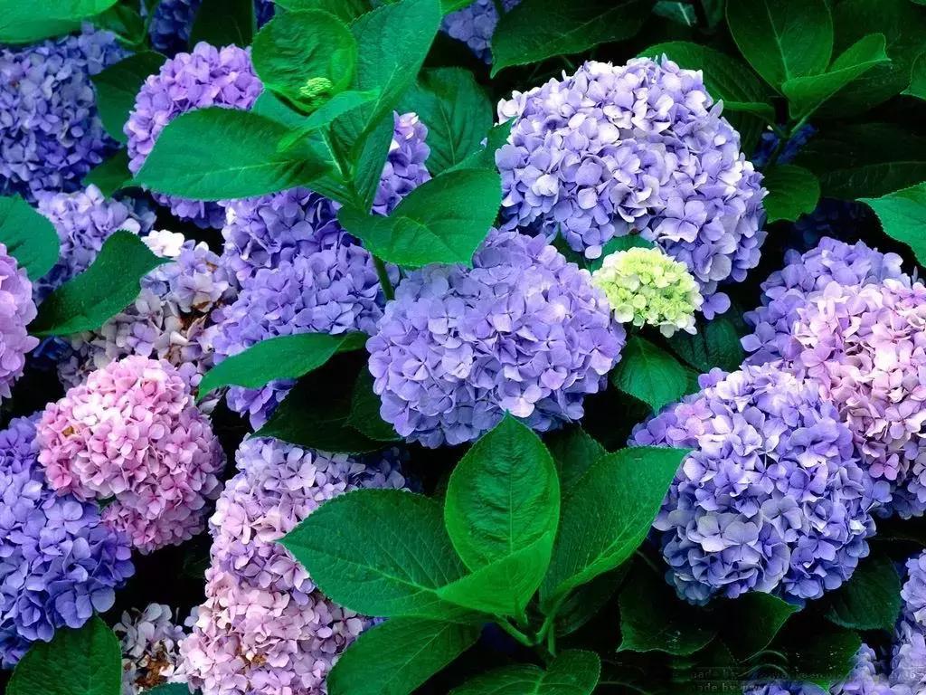 100种百花图谱大全,好书推荐快来领取你的宝藏书单