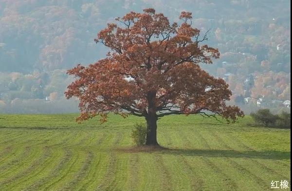红橡和胡桃木床哪种好,红橡和白橡实木家具价格