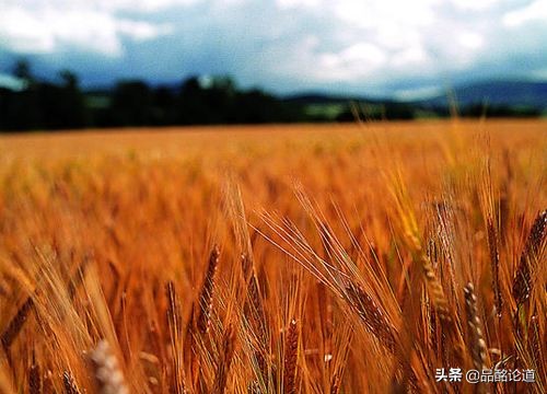 涓嶇敤鑷涔熷彲浠ョ粌钁佃姳瀹濆吀,涓嶇敤鑷缁冩垚钁佃姳瀹濆吀鐨勪汉