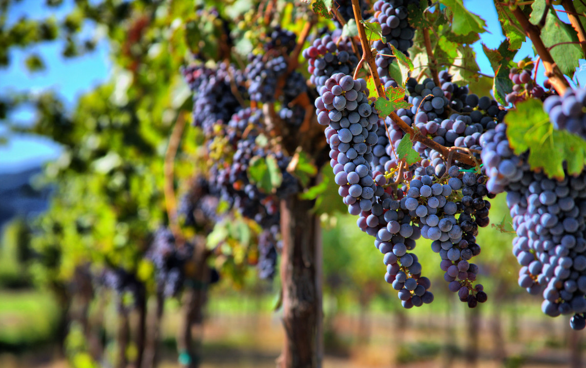 最适合扦插的果树,葡萄树枝条秋天能扦插活吗