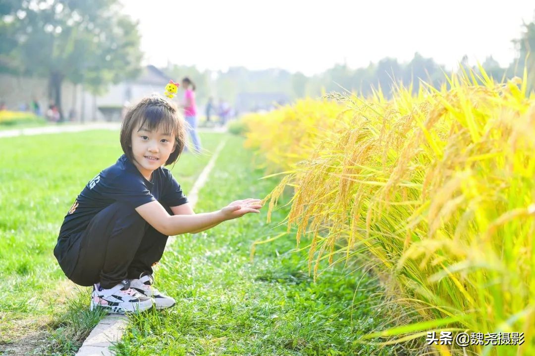 北京北坞公园里的京西稻又熟了，曾经只有皇上才能吃上这儿的大米