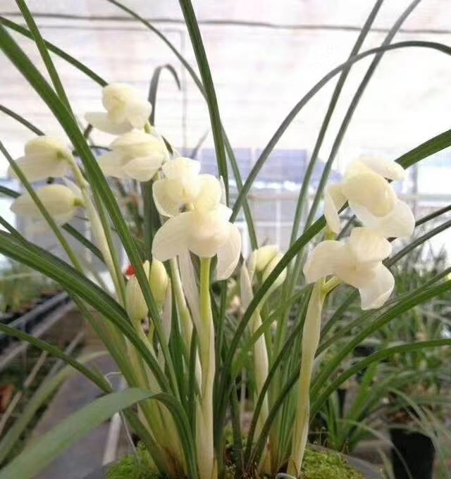 多年前，他花四十元收购四苗兰花，高峰期卖出了上百万一苗的价格