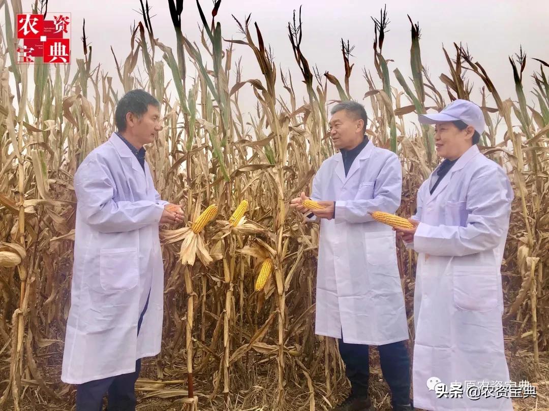 国审玉米种京科938,京科968玉米国审