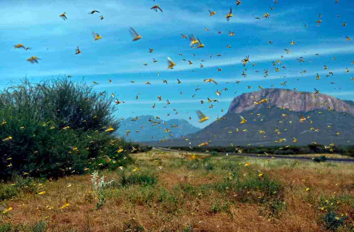 “非洲之角”沙漠蝗虫肆虐,原因或是厄尔尼诺现象使降水异常增加