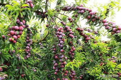 广西河池有什么特色水果,广西河池有什么特产水果