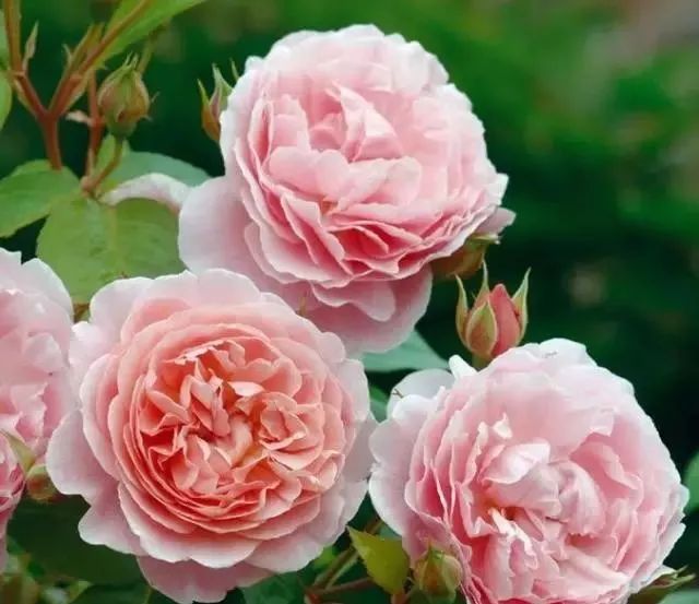 一万年一次的2020520；一起认识100种玫瑰~别送错啊