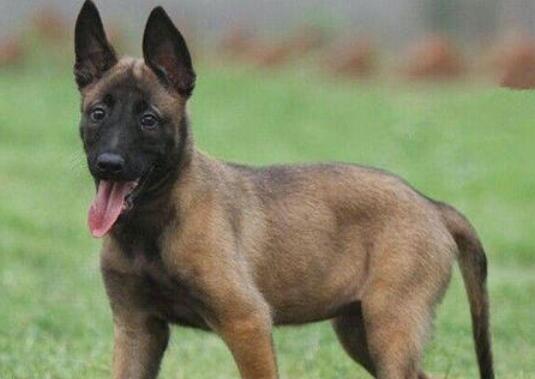 被狗咬到的人如何养狗,养狗专家告诉如何解救被狗咬