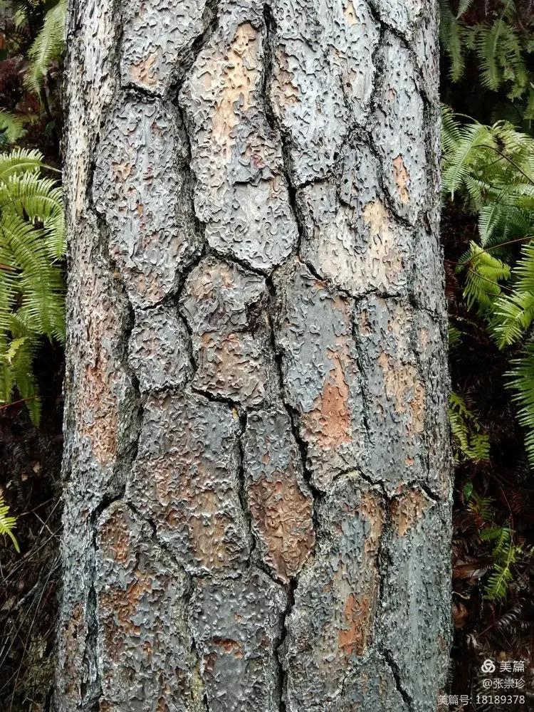 泰顺葛洋陶氏三兄弟修建的三条古道，等你来打卡～