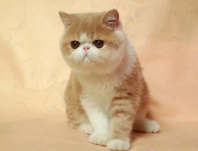 猫咪脱肛怎么治疗,猫咪脱肛怎么在家快速治疗