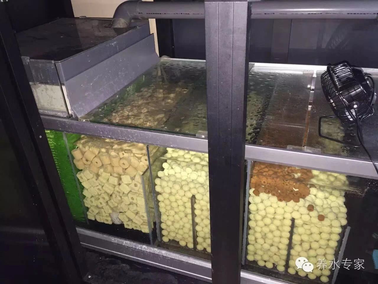 渔友张哥小视频,新鱼缸养锦鲤鱼正确的方法和技巧