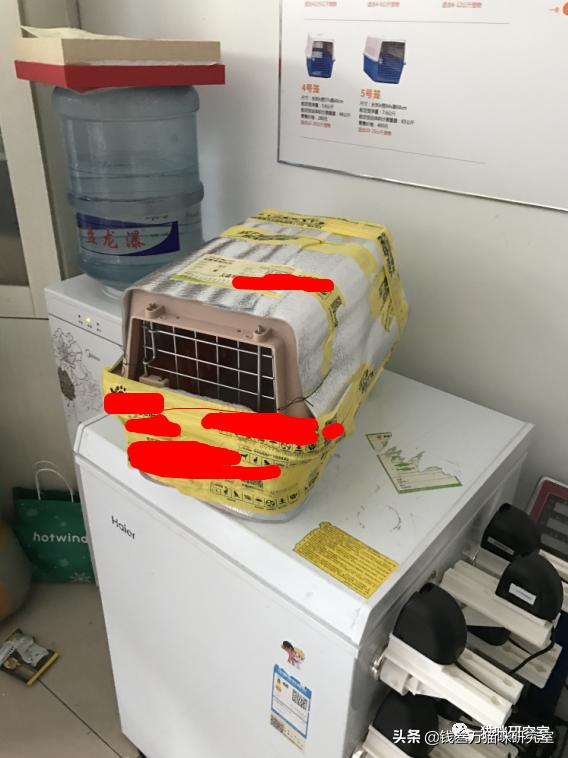 宠物托运全过程狗狗,宠物托运全过程国外