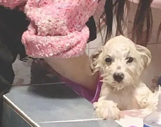 爸妈养宠物之后，就没你什么事了