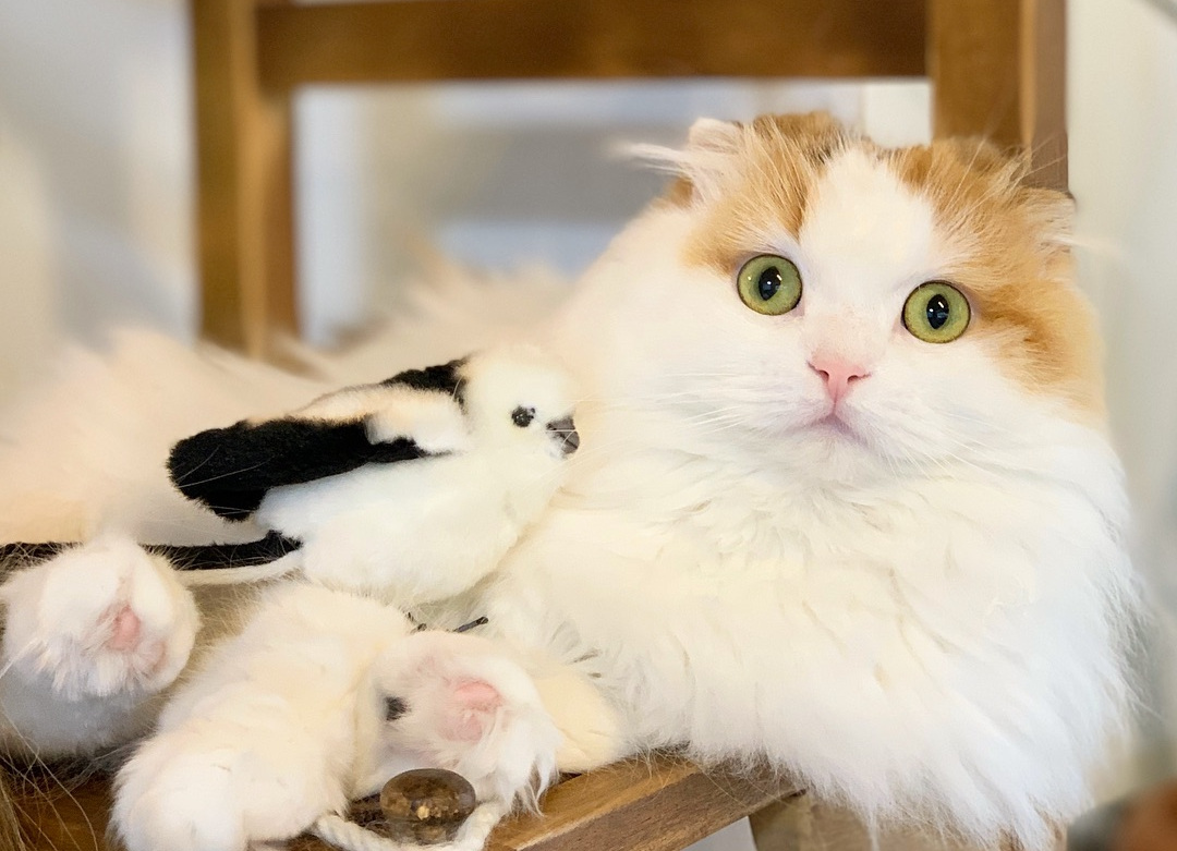 宠物母猫生产前有何反应,母猫生完崽后有点焦躁该怎么解决