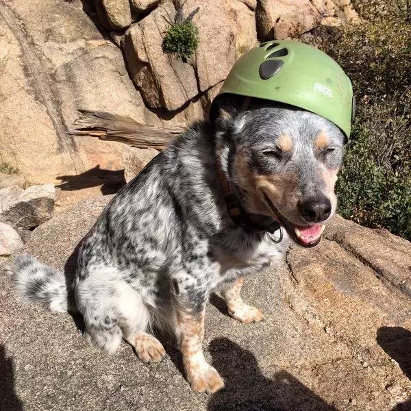 狗狗是我的灵魂伴侣,狗狗是我的好搭档