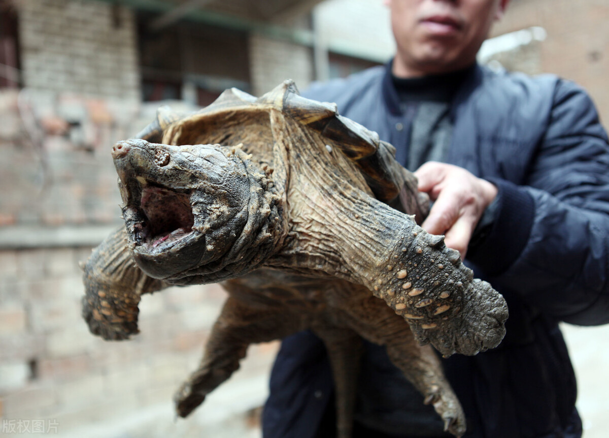 小山村池塘中放生鳄龟，多年以后成了神秘的存在