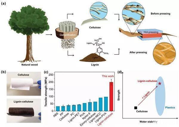 牛的胃竟然能分解塑料？世界难题就这样迎刃而解了吗？
