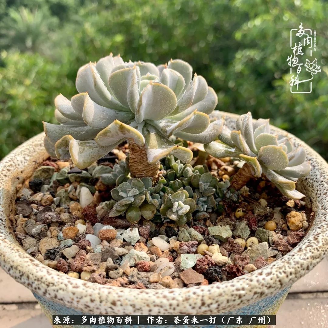 在冬日阳光下，记一个多肉小白的养肉历程