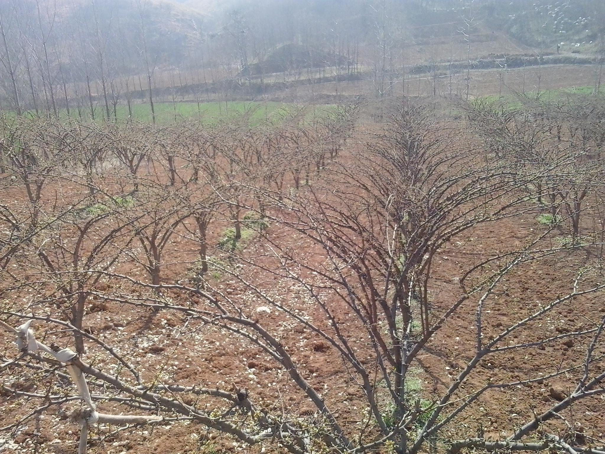 李果为什么外皮是苦的,李果底部黑点