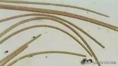 蓝藻颤藻图片,蓝藻颤藻怎么治