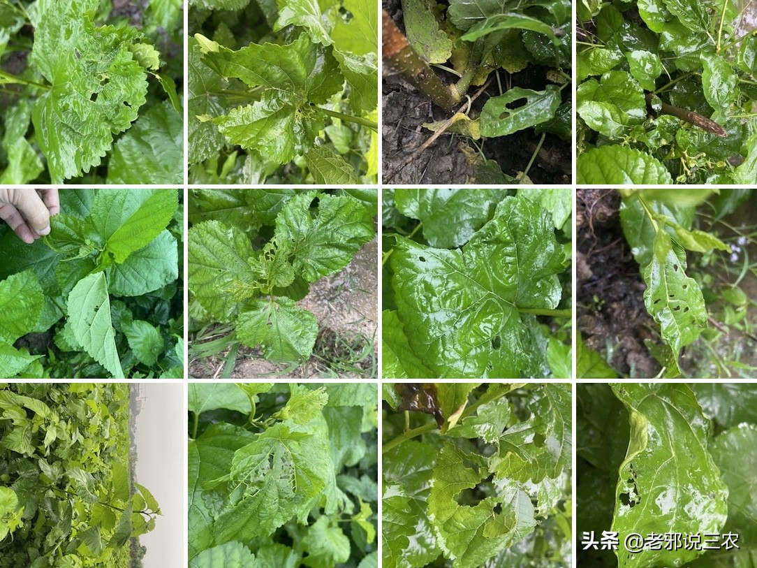 桑树虫害防治方法,桑树病虫害如何防治