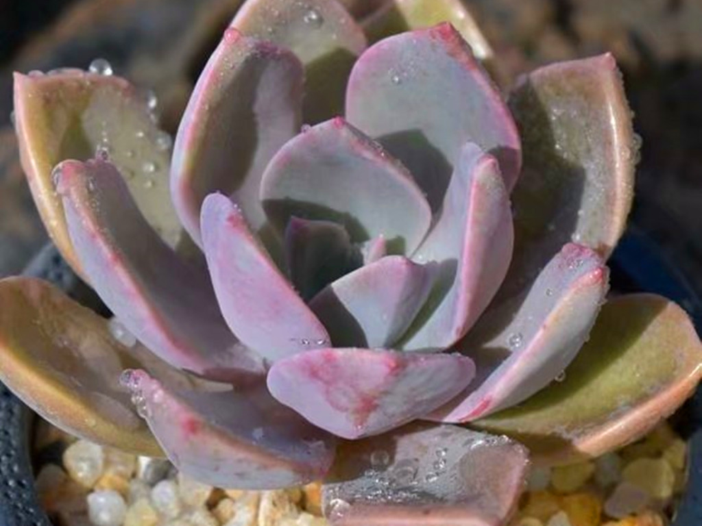 它们的名字都叫初恋,究竟谁真谁假?应该只是不同的肉肉重名了