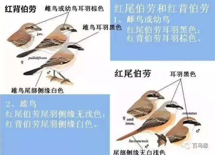 伯劳鸟饲养,没睁眼的伯劳怎样饲养