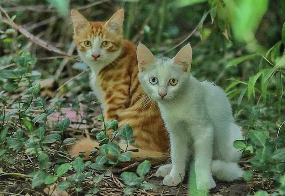 为什么养不好小猫咪呢,养了一年的小猫咪野性还是挺强