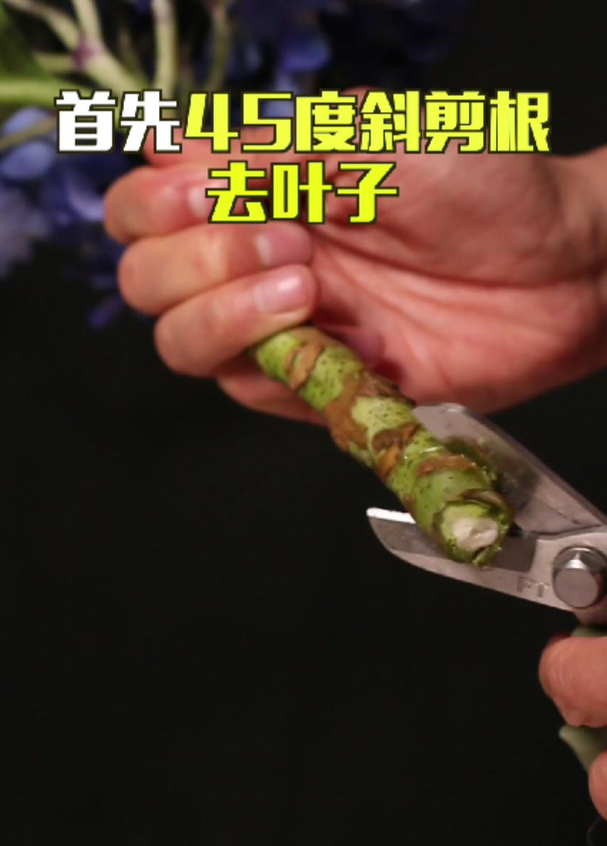 绣球花买回来一天就蔫了怎么办,绣球花彻底蔫了怎么办