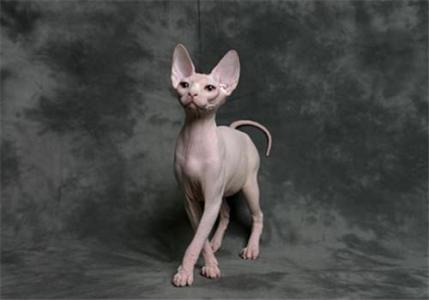 萌宠排行榜,萌宠排行榜1到50名