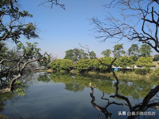广州这个湖，有片内蒙古“怪树林”，景色如水墨画，让你亲近自然