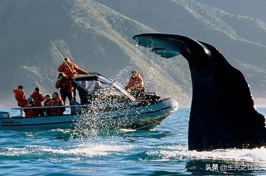 牛羊比人多十倍的新西兰，是如何成为世界前十的发达国家的？