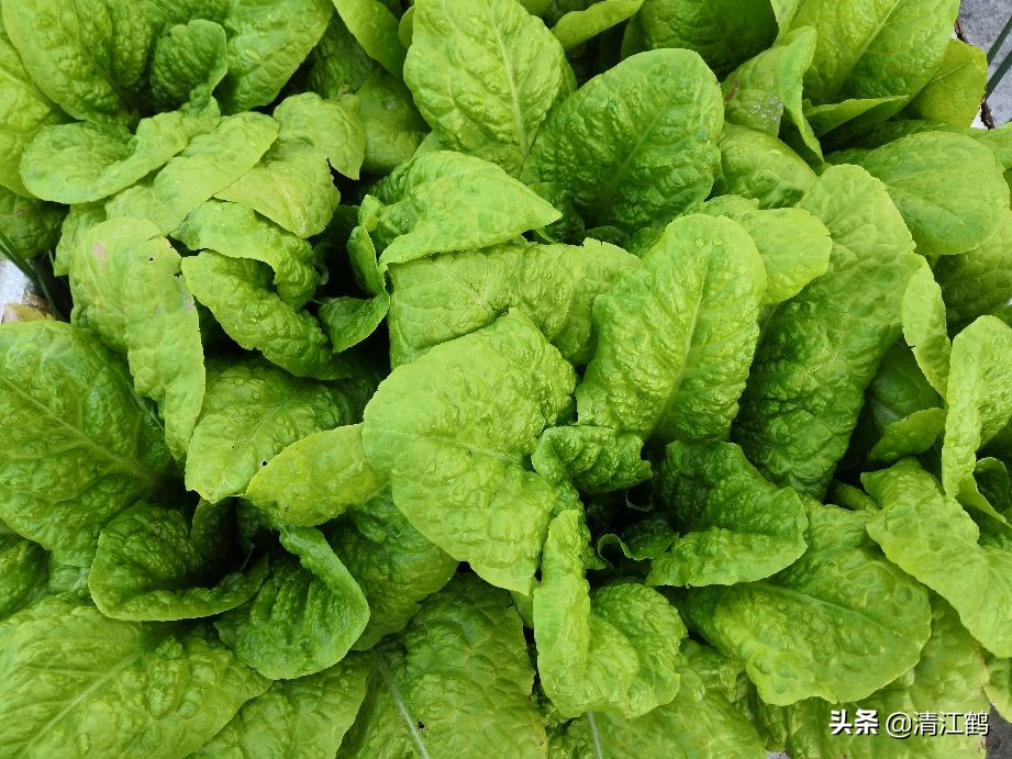 蜗牛吃菜用什么药消灭它,蔬菜上蜗牛用什么药才能杀灭