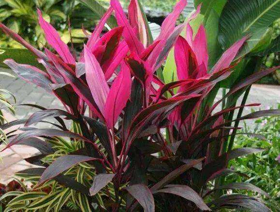 吸甲醛最好的植物花卉是哪几种,刚装修好的新房种什么植物去甲醛