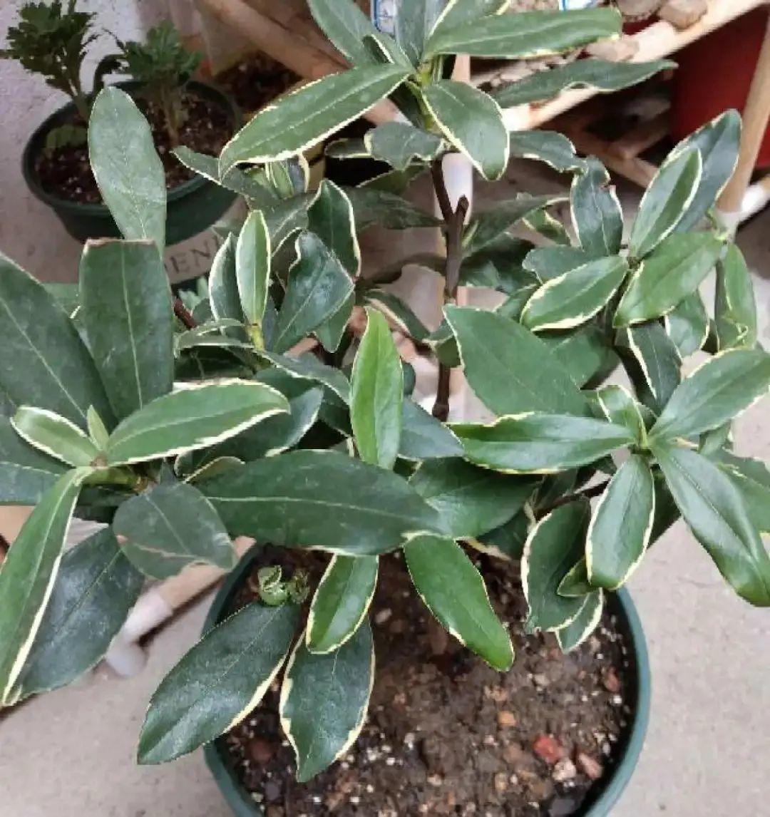 耐养的香水花,种室内香水花