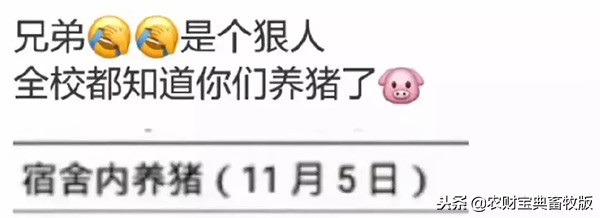 大学生宿舍养猪被发现遭通报批评,大学宿舍养猪