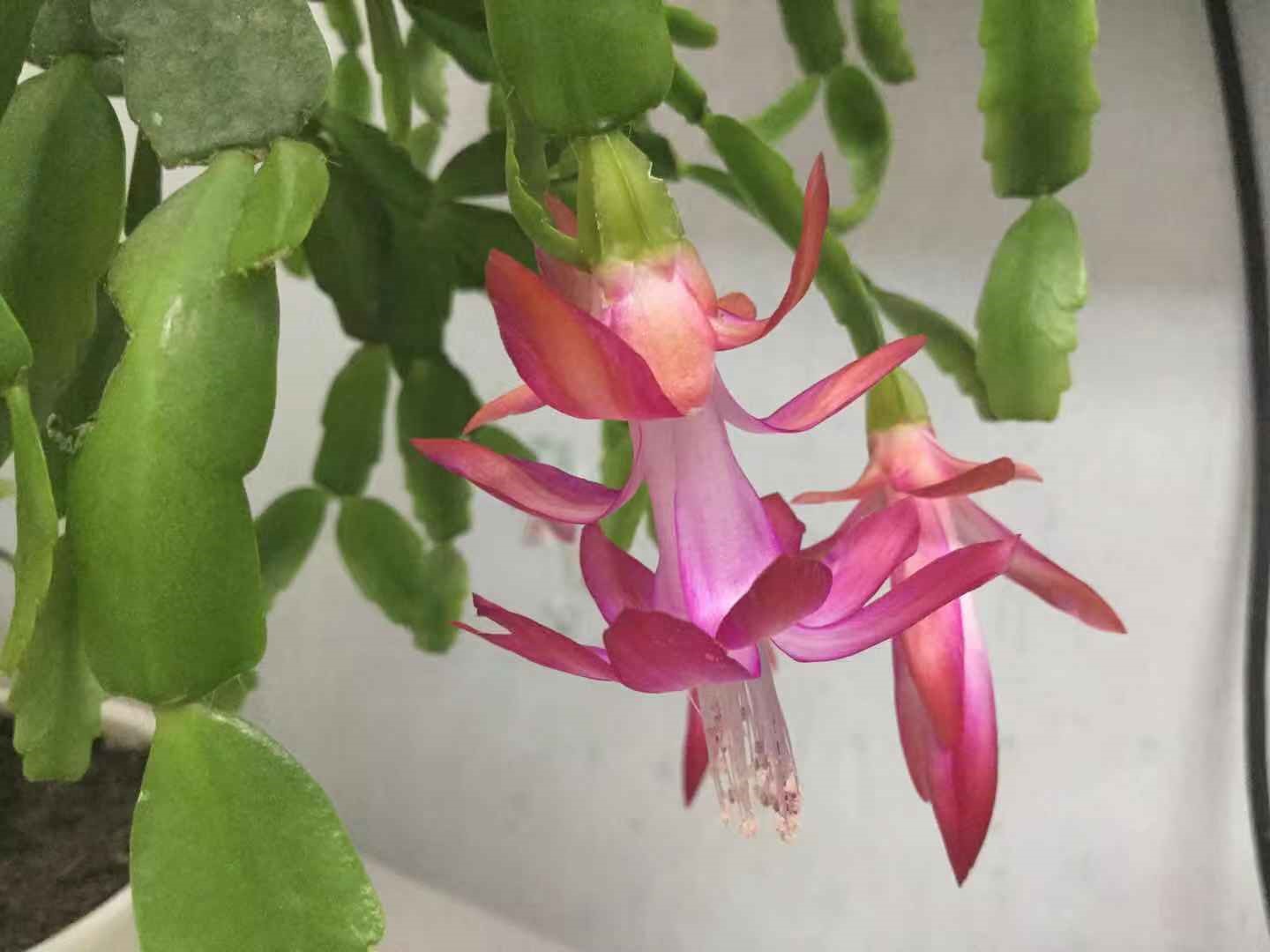 过年了，邻居送我的蟹爪兰开了